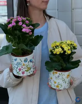 Изображения ЦветLove